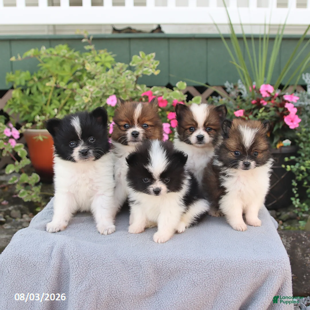 Pomeranian dogs for sale: Muffin - Ad 2