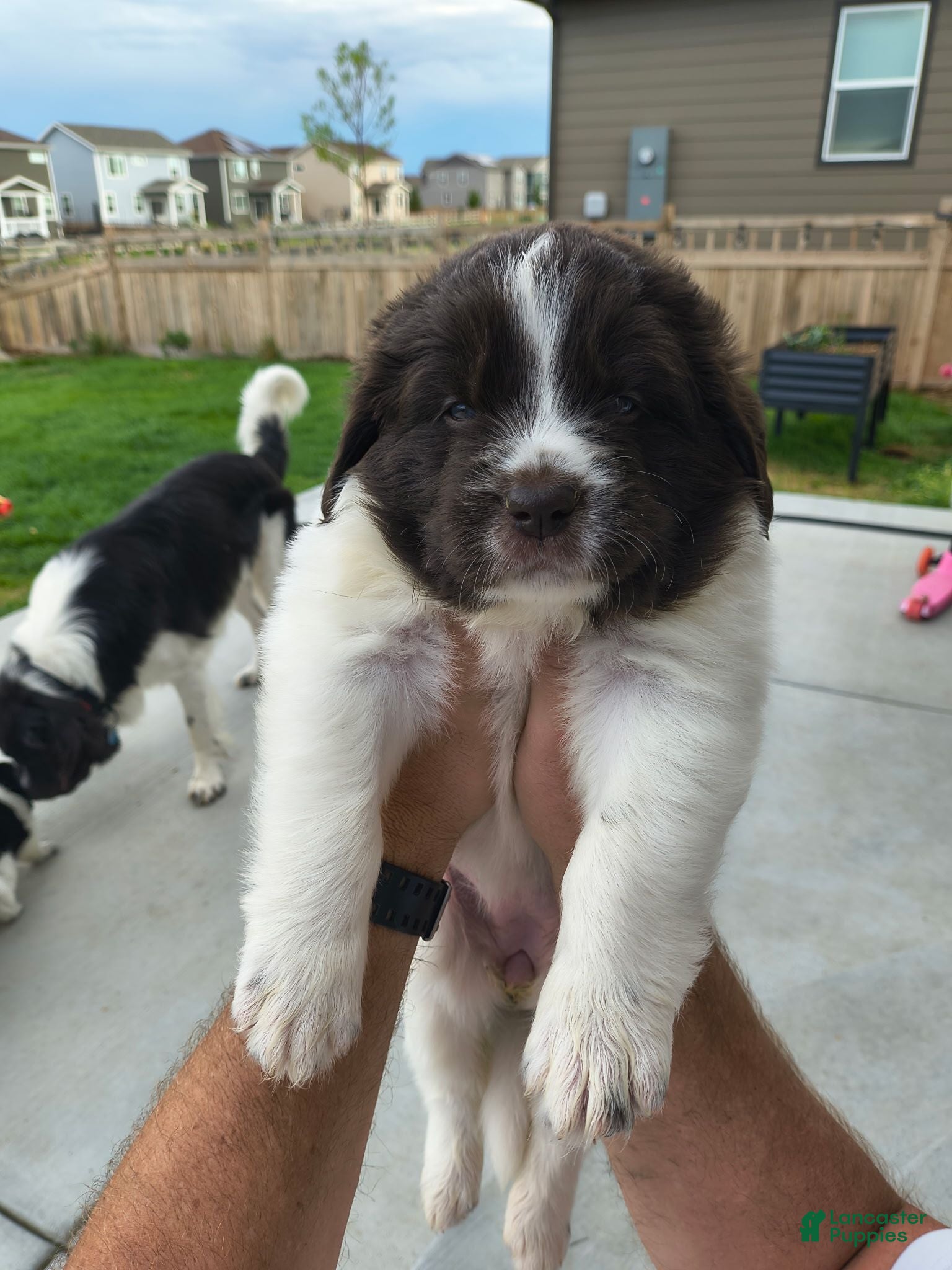 Newfoundland dogs Rainey (orange collar) - Ad 1