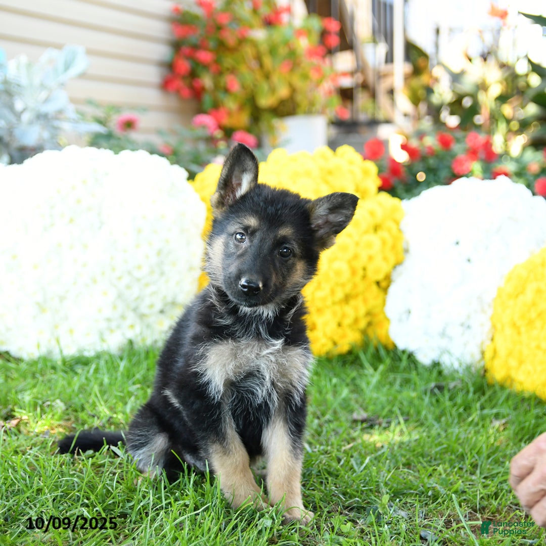 German Shepherd dogs for sale: Princess - Ad 4