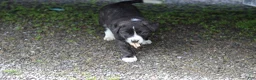 Mixed Breed dogs for sale: Truffle - Ad 6
