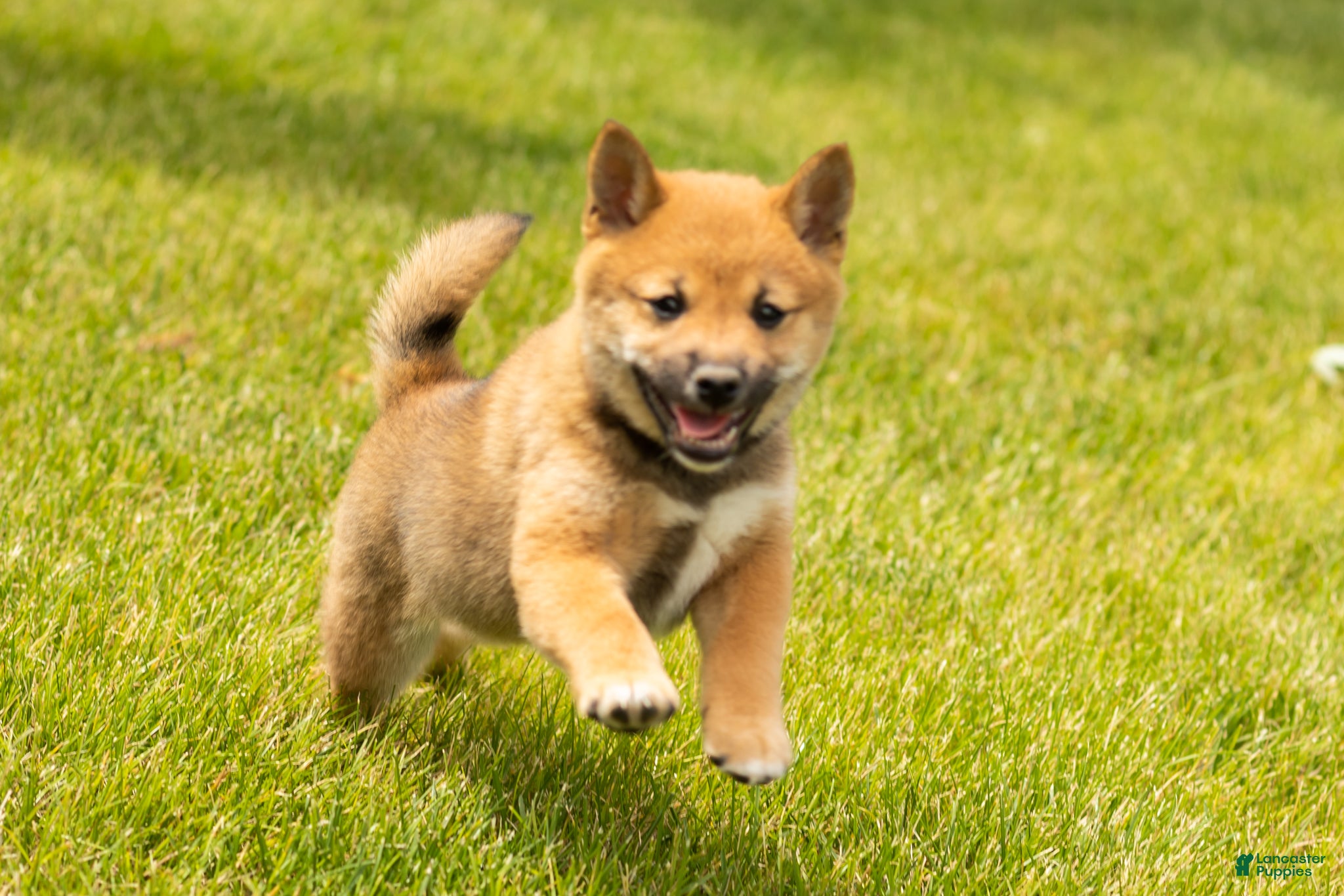 Shiba Inu dogs Jasper  - Ad 40