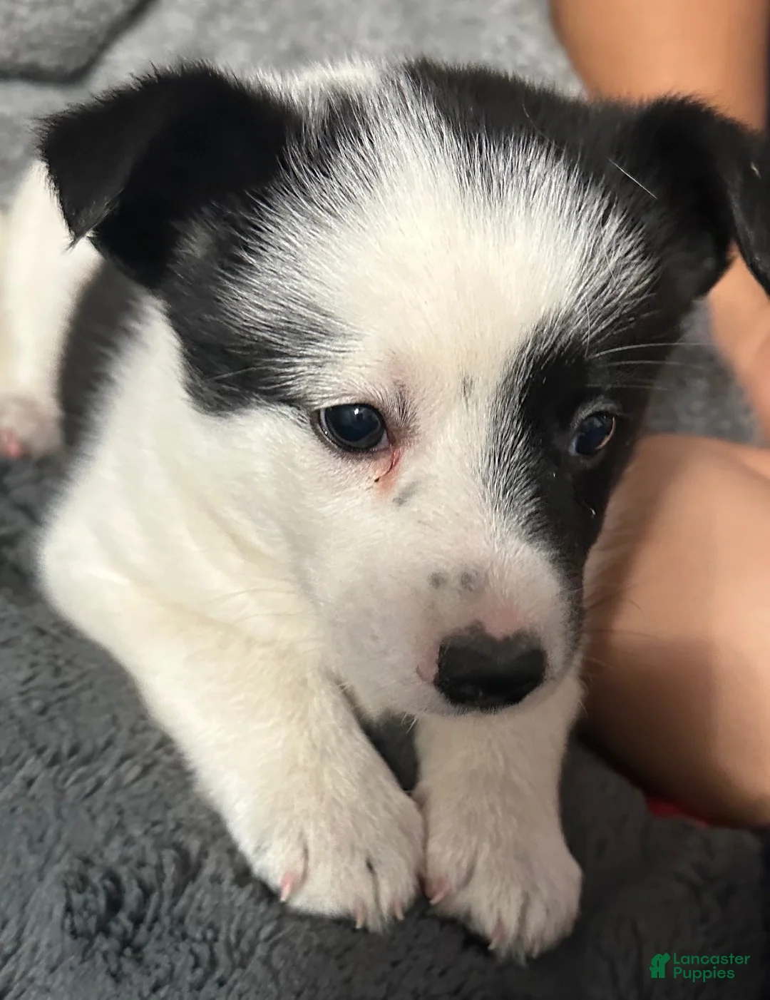 Border Collie dogs for sale: Border Collie 1 - Ad 2