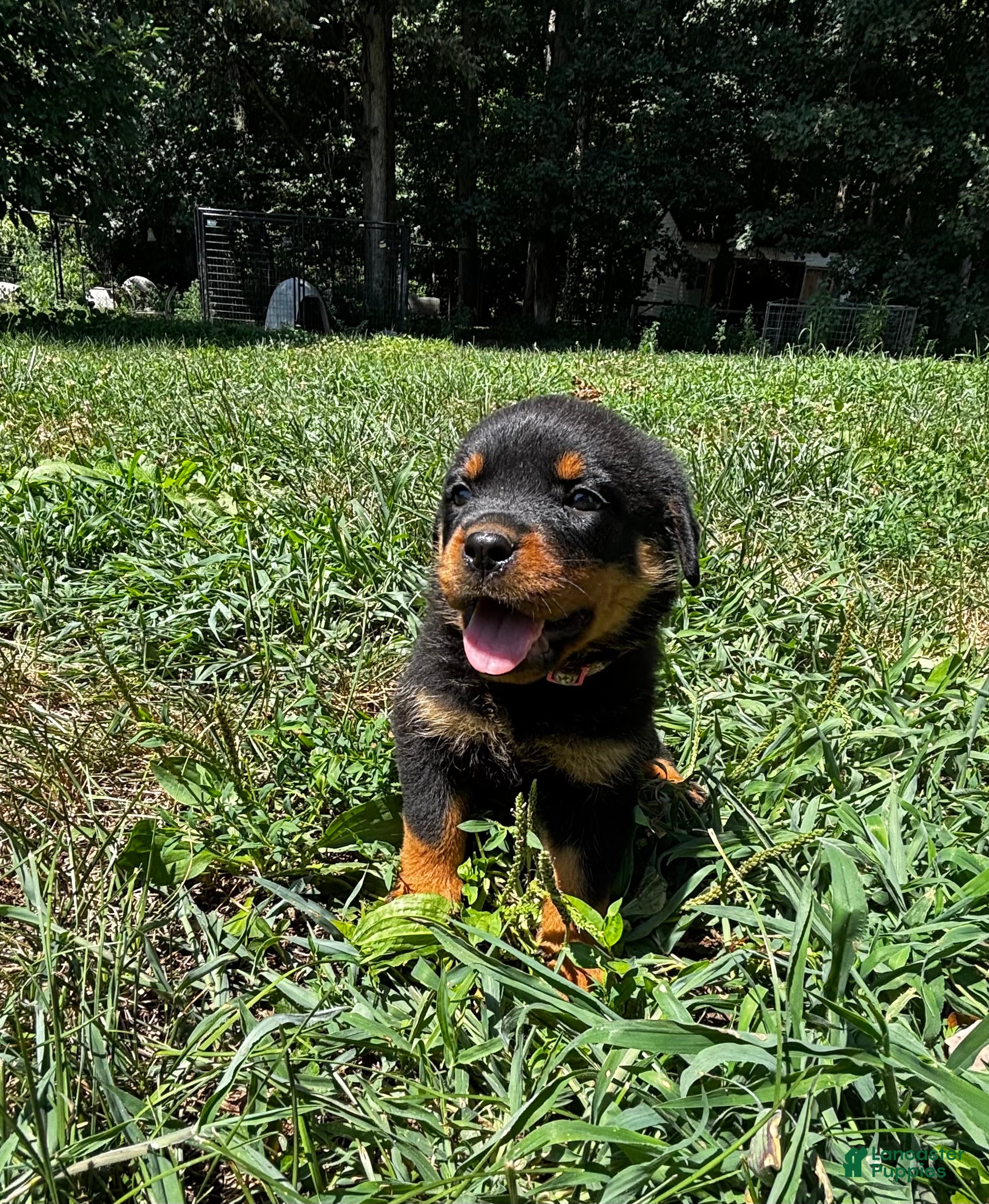 Rottweiler dogs Casey  - Ad 1