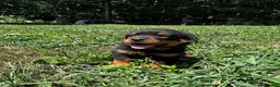 Rottweiler dogs for sale: Casey  - Ad 1
