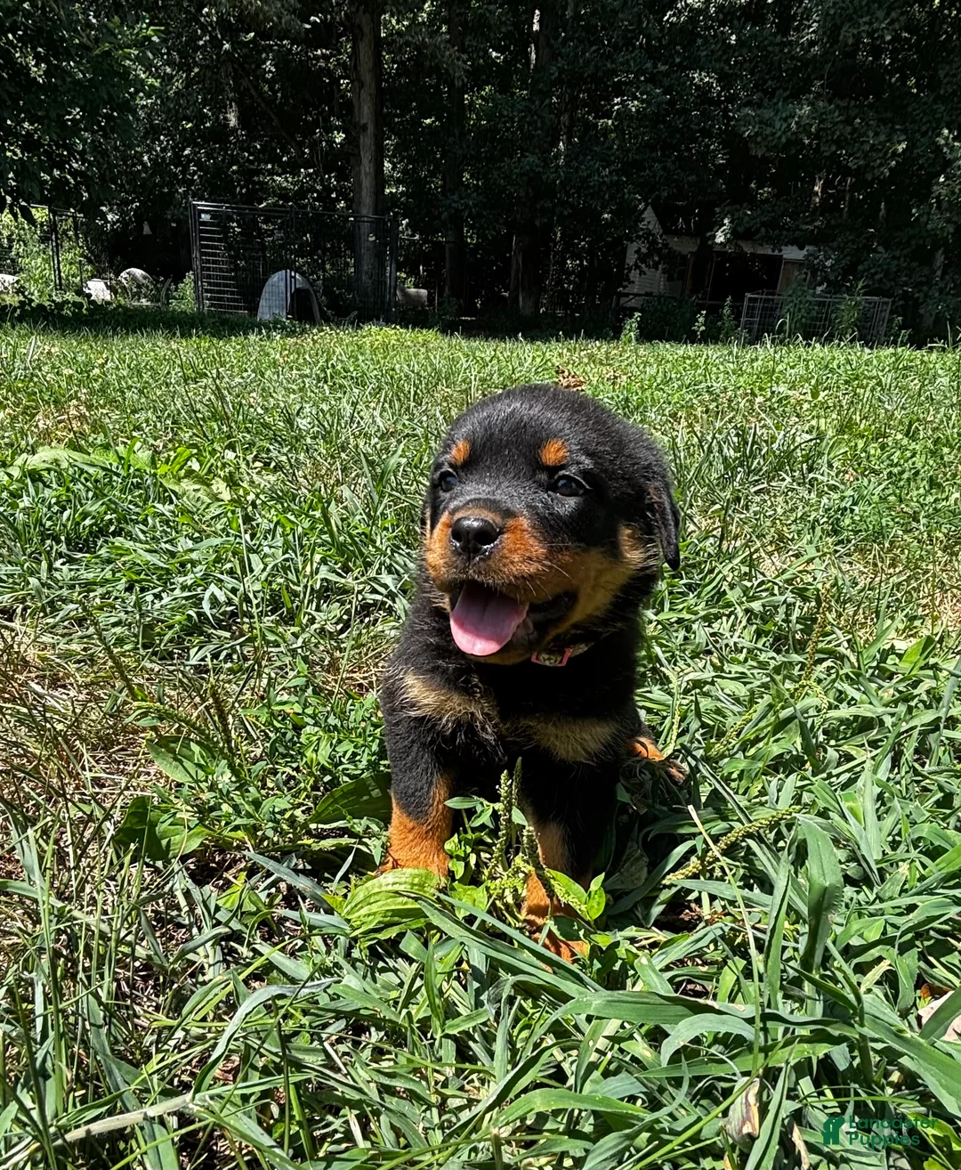 Rottweiler dogs for sale: Casey  - Ad 1