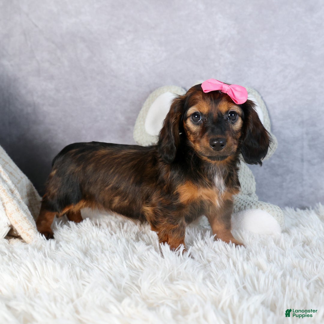 Miniature Dachshund dogs for sale: Fiona - Ad 13