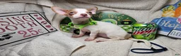 Chihuahua dogs for sale: Nellie Bell - Ad 2