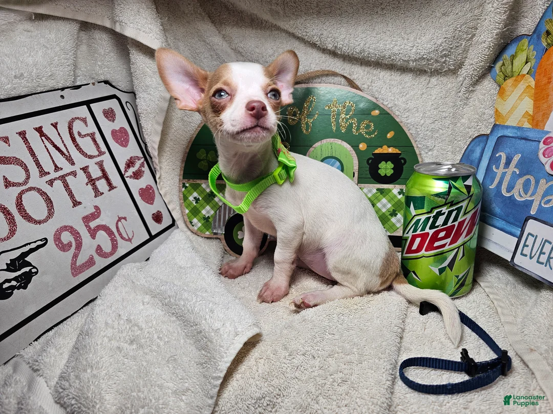 Chihuahua dogs for sale: Nellie Bell - Ad 2