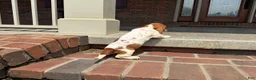 Basset Hound dogs for sale: Bambi - Ad 3