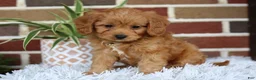 Cavapoo dogs for sale: Simba - Ad 11