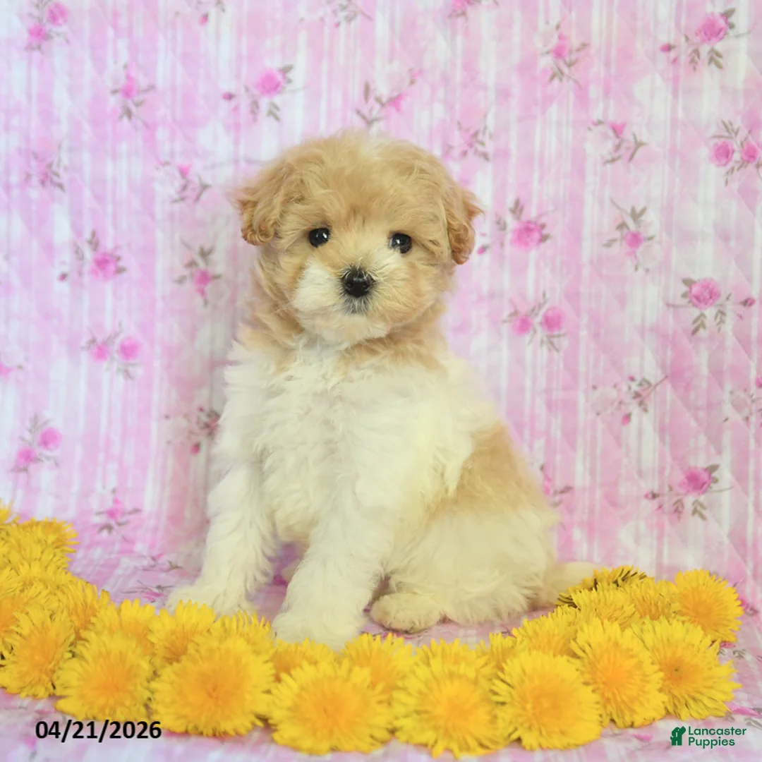 Maltipoo dogs for sale: Rocky - Ad 2
