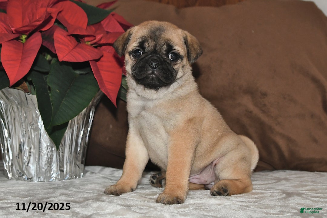 Mixed Breed dogs for sale: Cutie - Ad 10