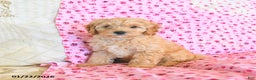 Cockapoo dogs for sale: Maple   - Ad 4