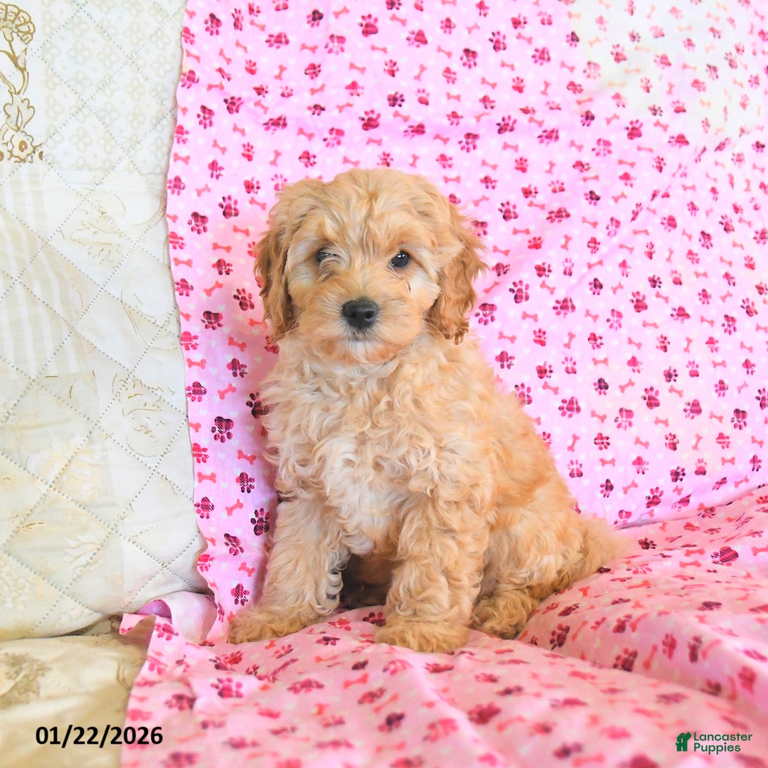 Cockapoo dogs for sale: Maple   - Ad 4