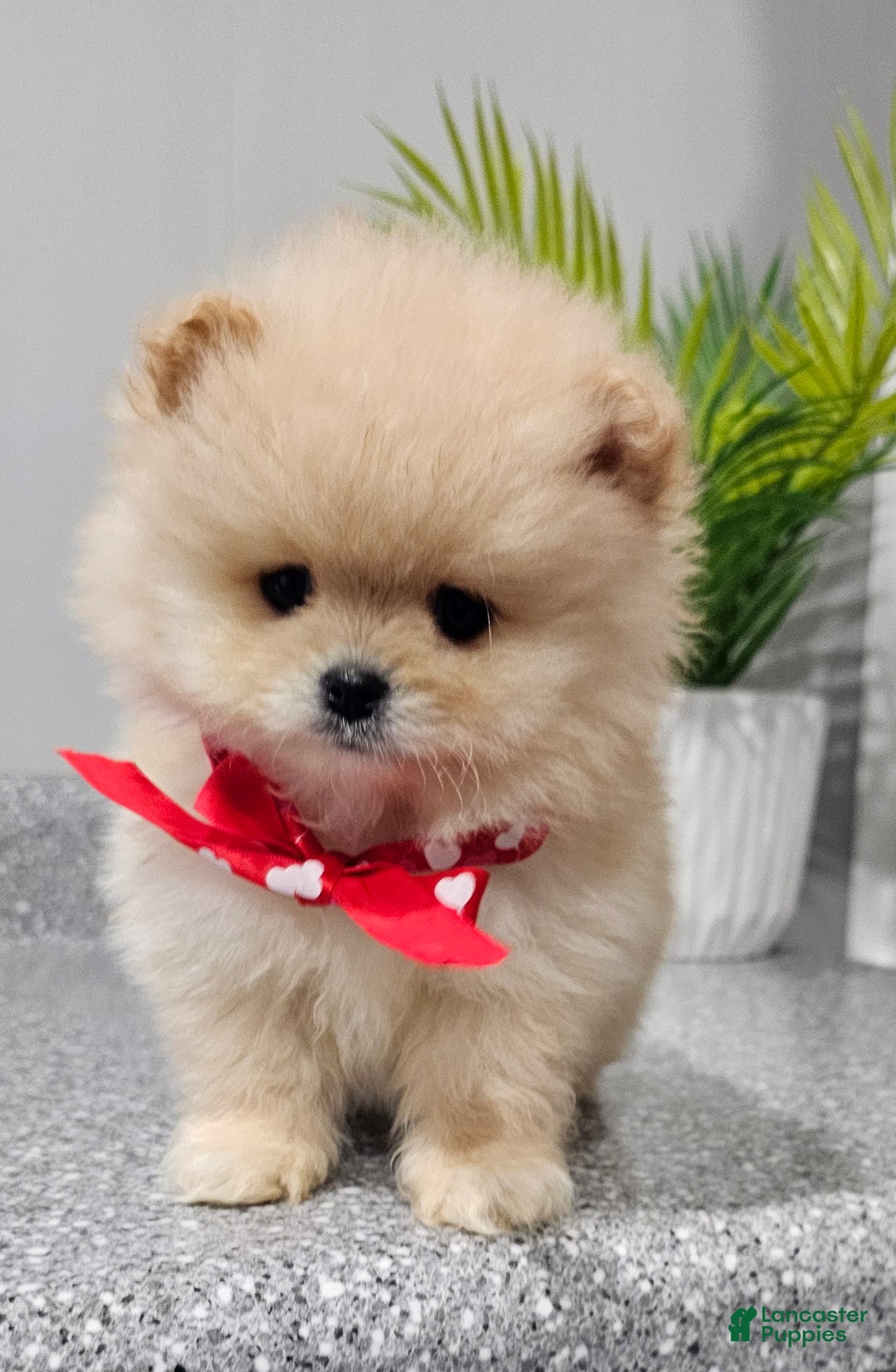 Pomeranian dogs for sale: Bubbles - Ad 9
