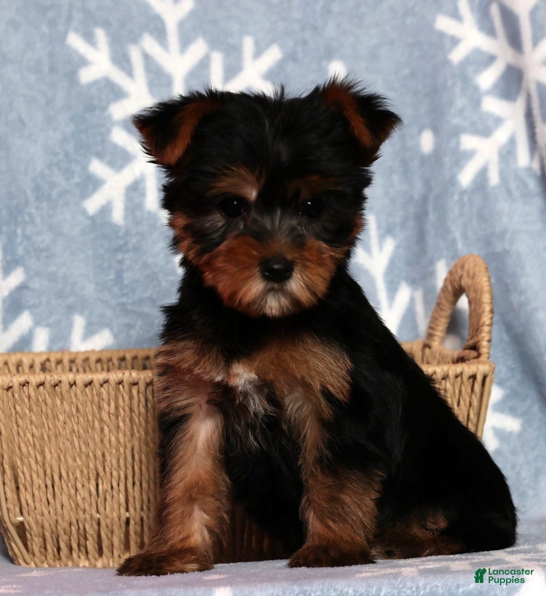 Yorkshire Terrier dogs for sale: Amber - Ad 3