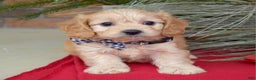 Cavachon dogs for sale: Conner - Ad 2
