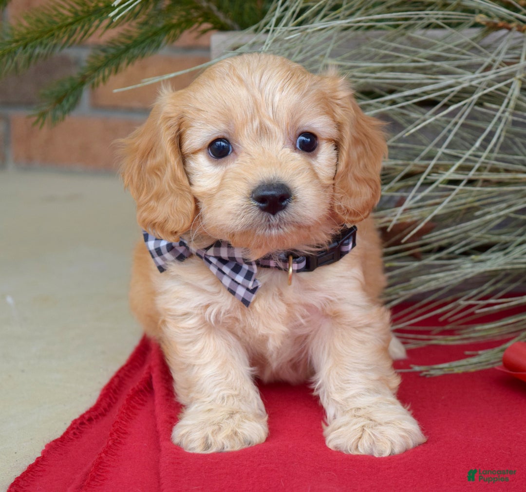 Cavachon dogs for sale: Conner - Ad 2