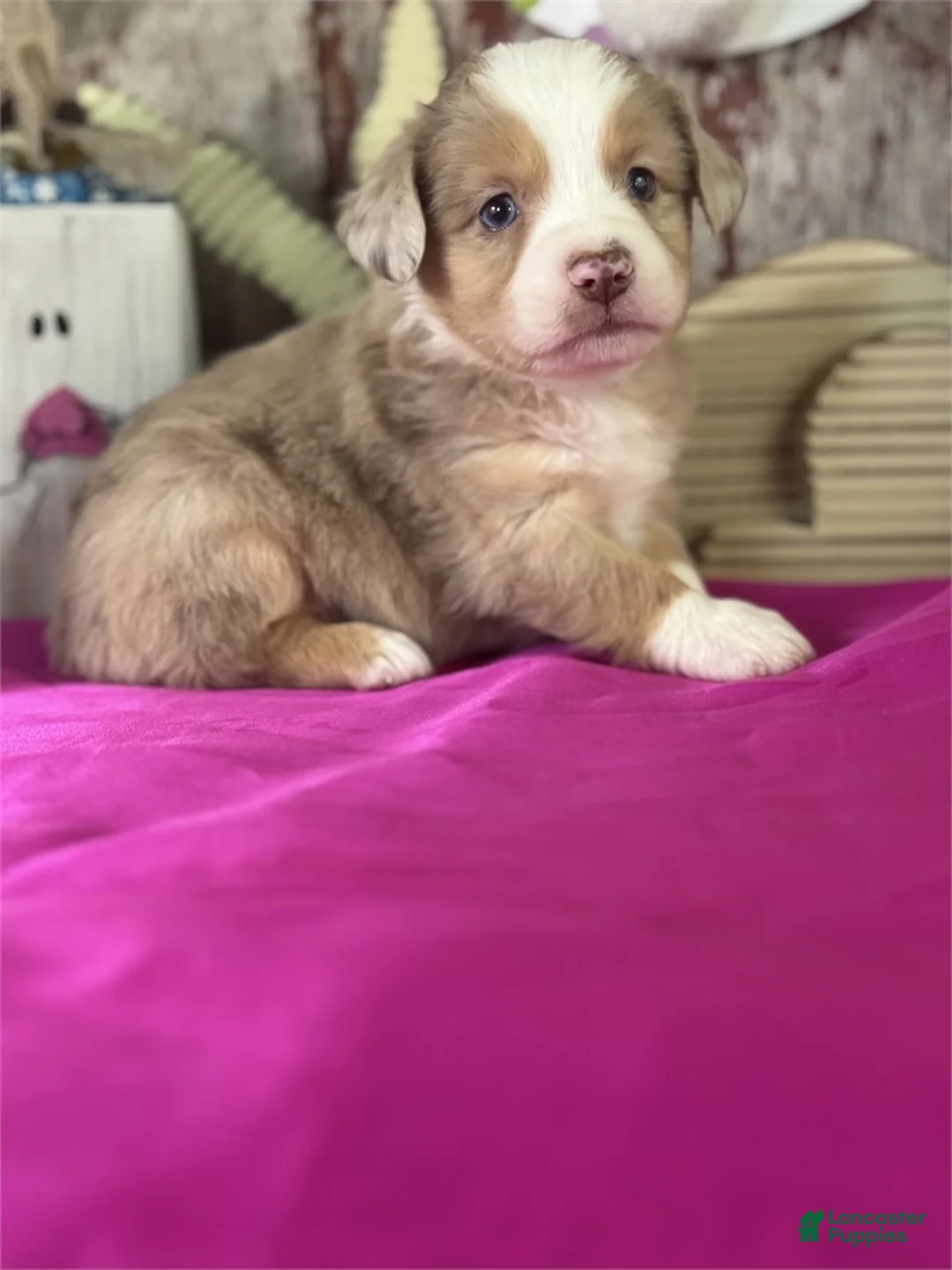 Aussiedoodle dogs for sale: Aussiedoodle Puppy 1 - Ad 2