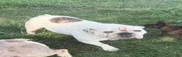 English Bulldog dogs for sale: Patrick - Ad 7