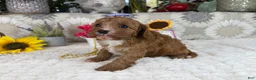Cavapoo dogs for sale: Kayla - Ad 6