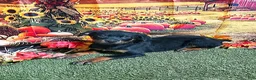 Rottweiler dogs for sale: Moose - Ad 2