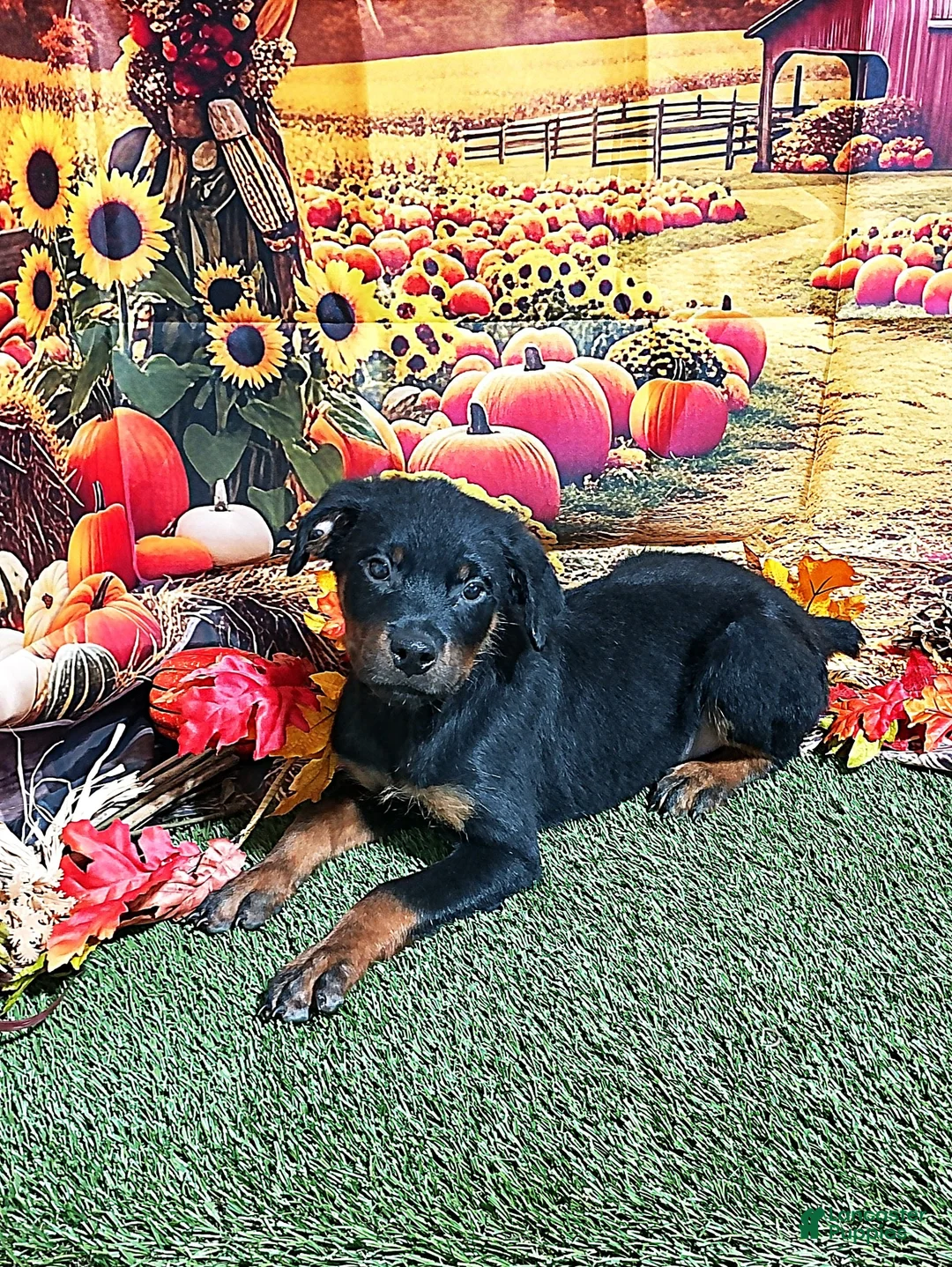 Rottweiler dogs for sale: Moose - Ad 2
