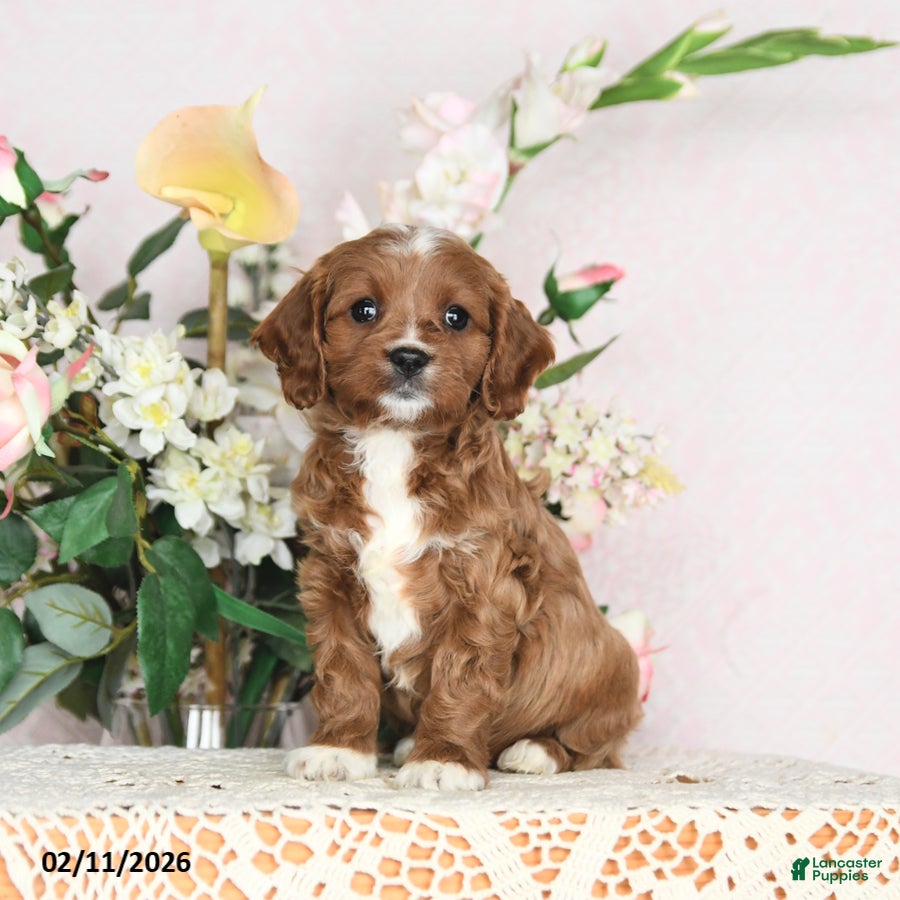 Cavapoo dogs Jolene - Ad 38
