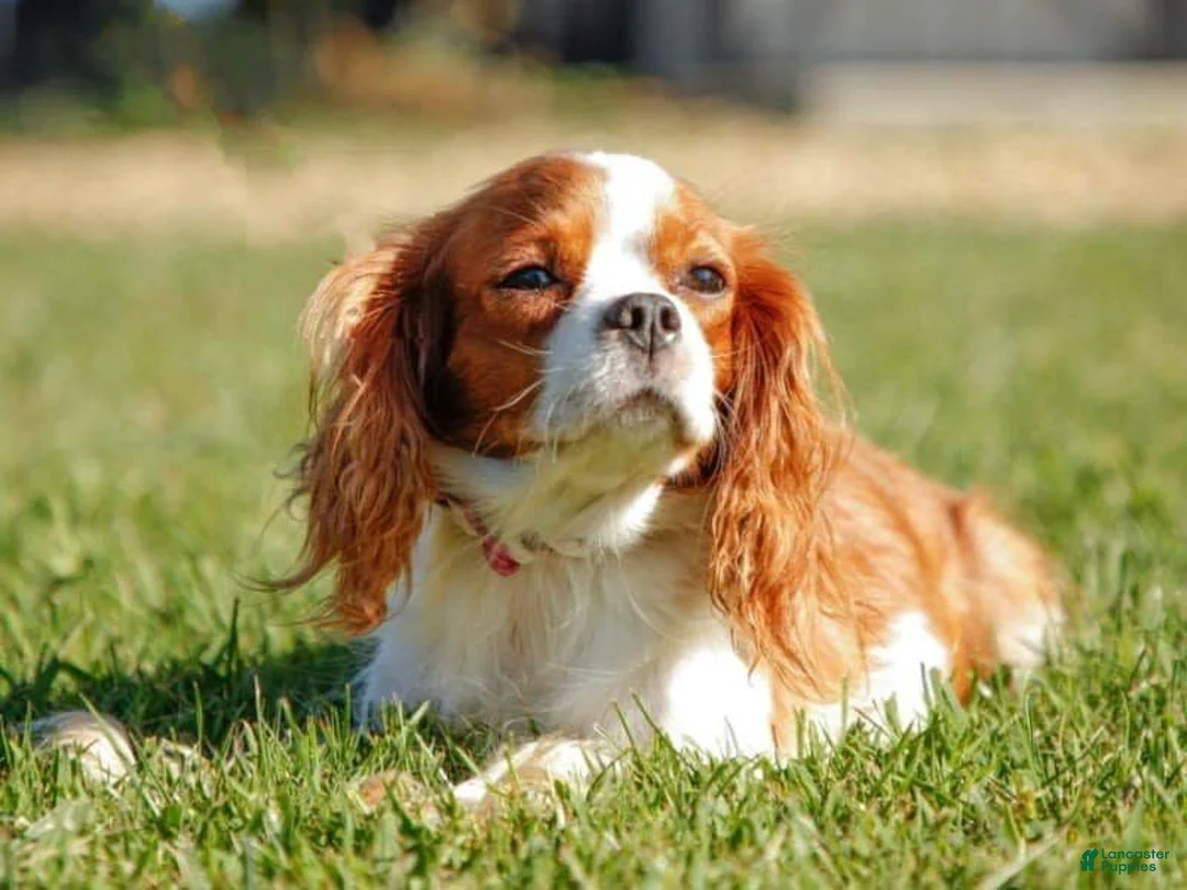 Cavapoo dogs for sale: Tanner - Ad 5