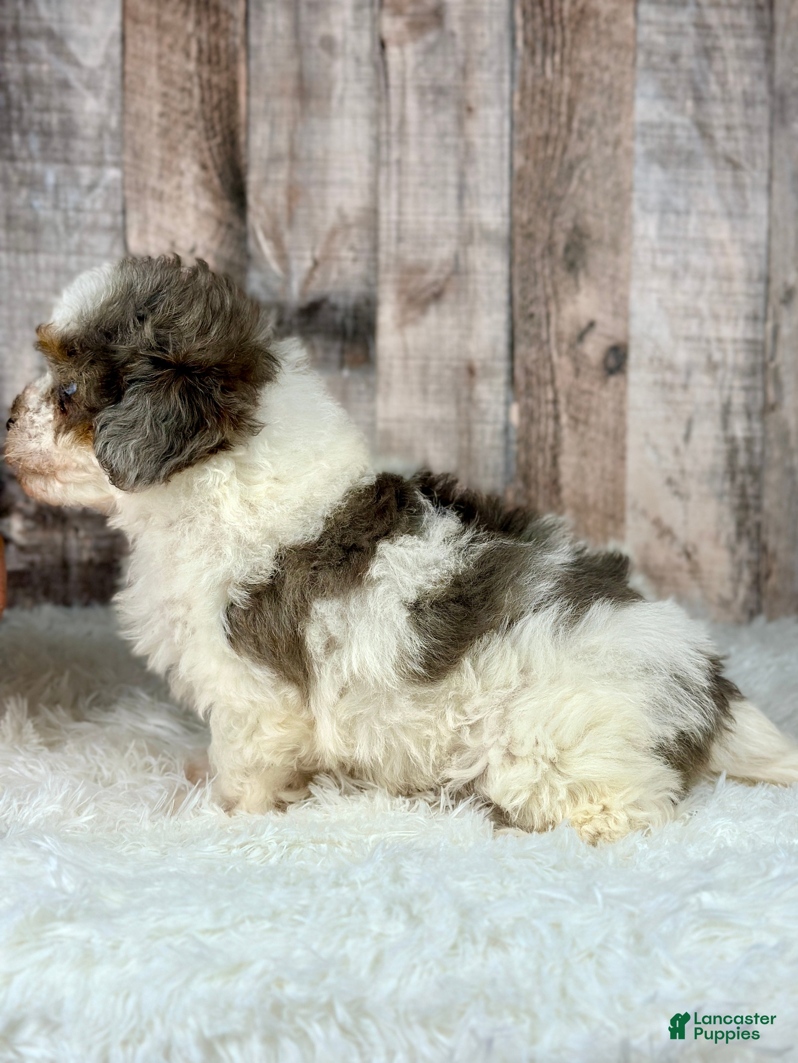 Shihpoo dogs Boy Shiloh - 0192 - Ad 2
