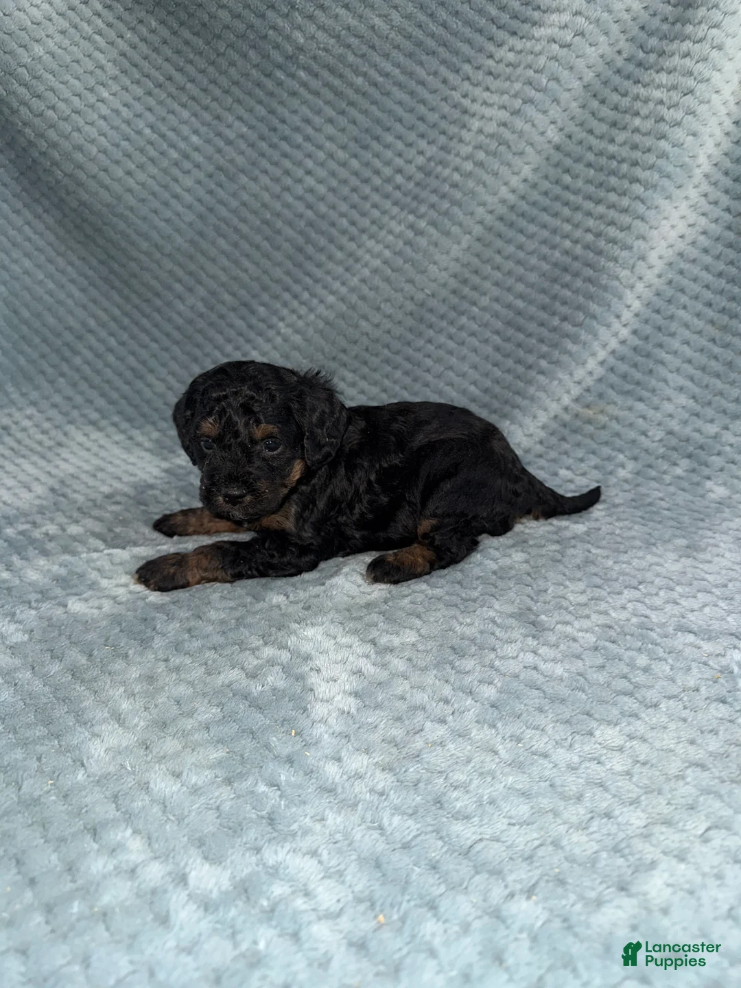 Cavapoo dogs for sale: Cavapoo Puppy 5 - Ad 7