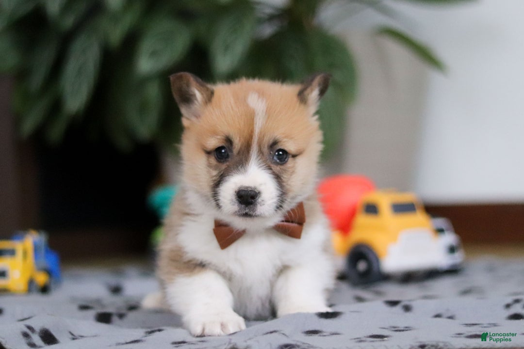 Welsh Corgi Pembroke dogs for sale: Ethan - Ad 4