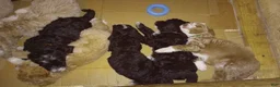 Mini Bernedoodle dogs for sale: Adele - Ad 5