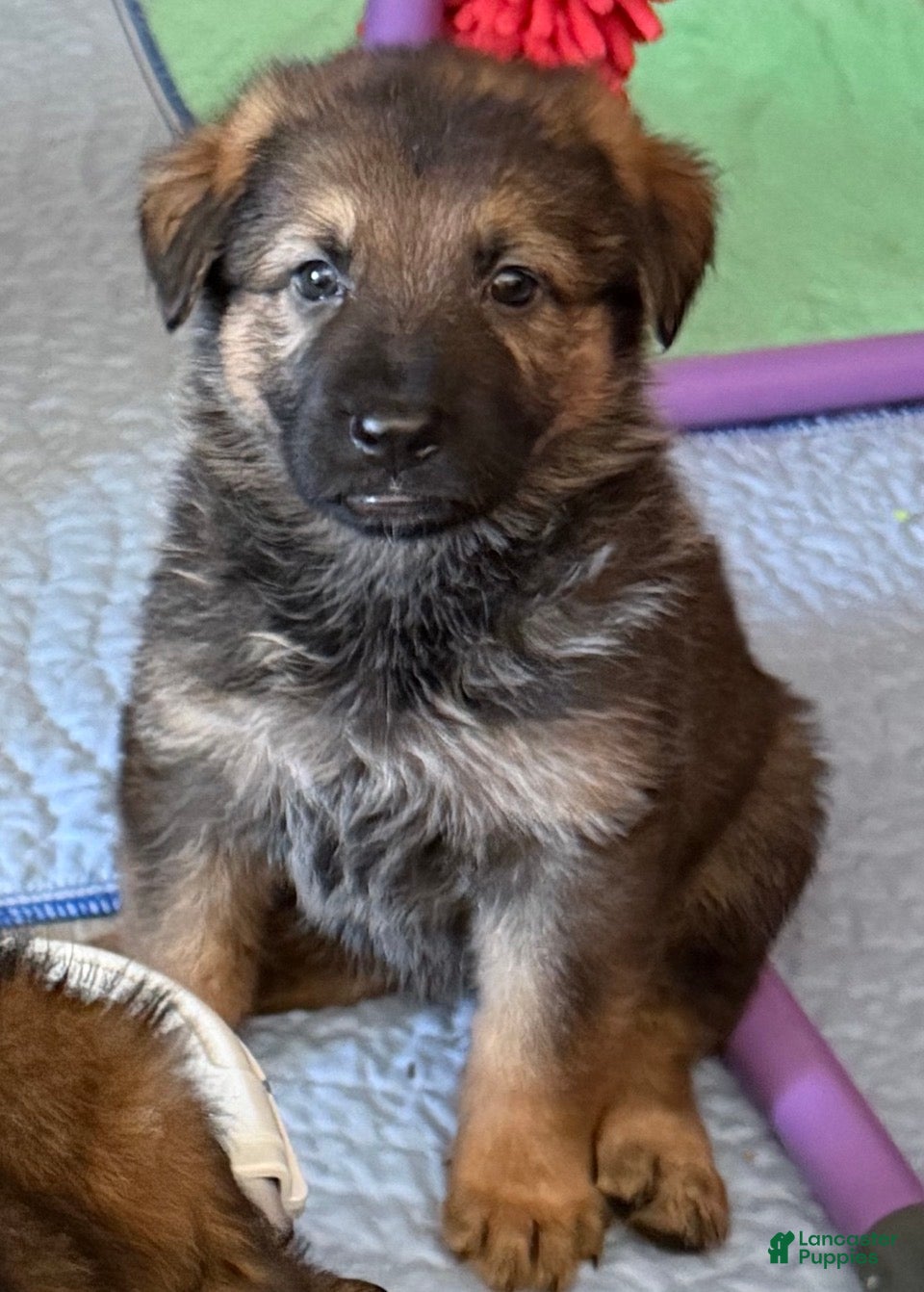 German Shepherd dogs German Shepherd 2 - Ad 16