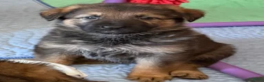 German Shepherd 2