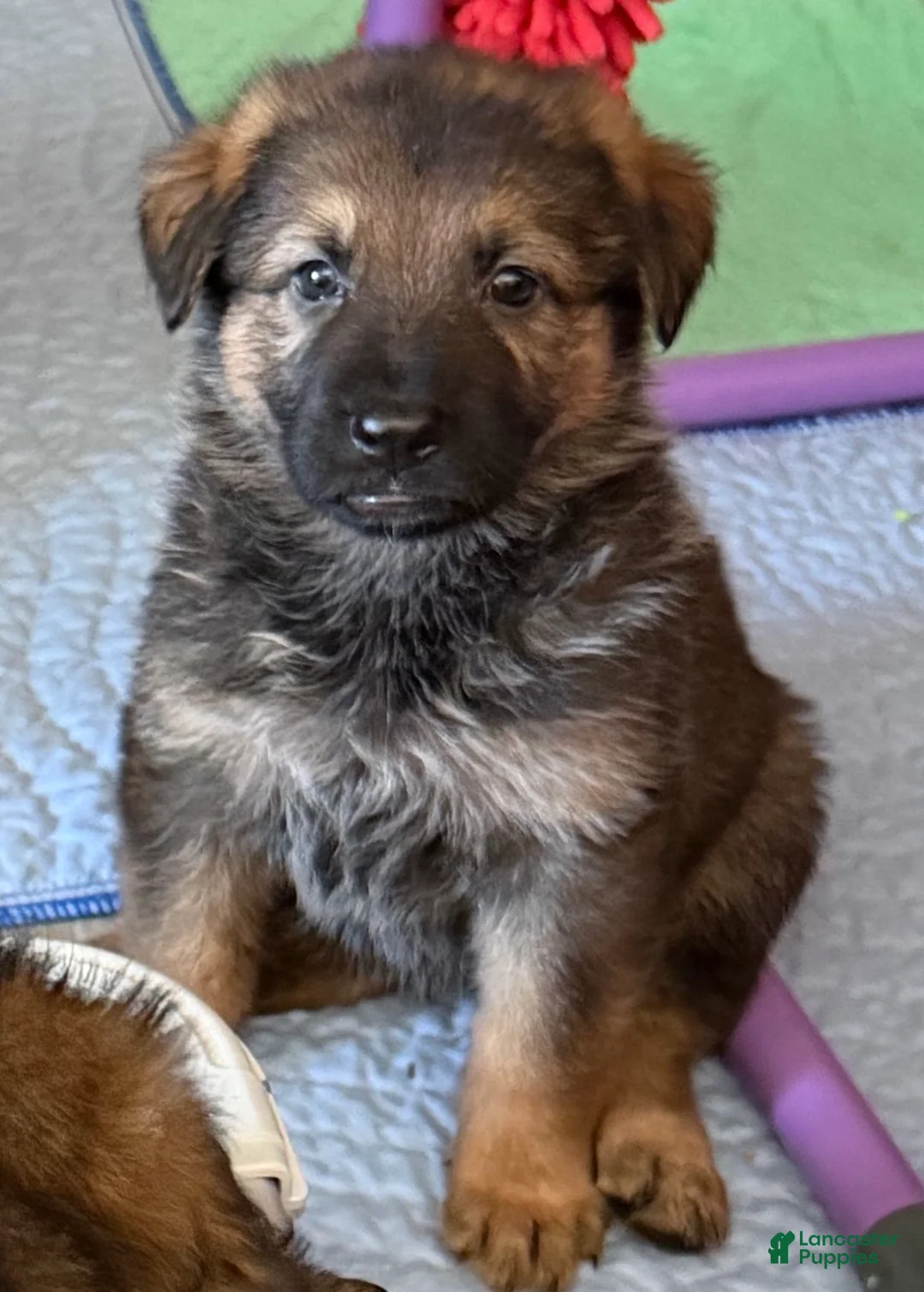 German Shepherd dogs for sale: German Shepherd 2 - Ad 1