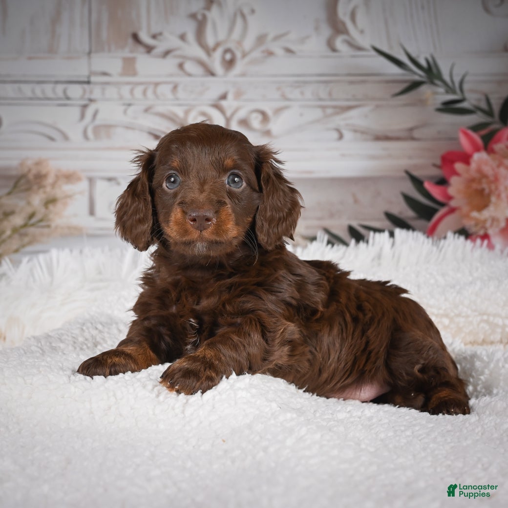 Miniature Dachshund dogs Emily - Ad 1
