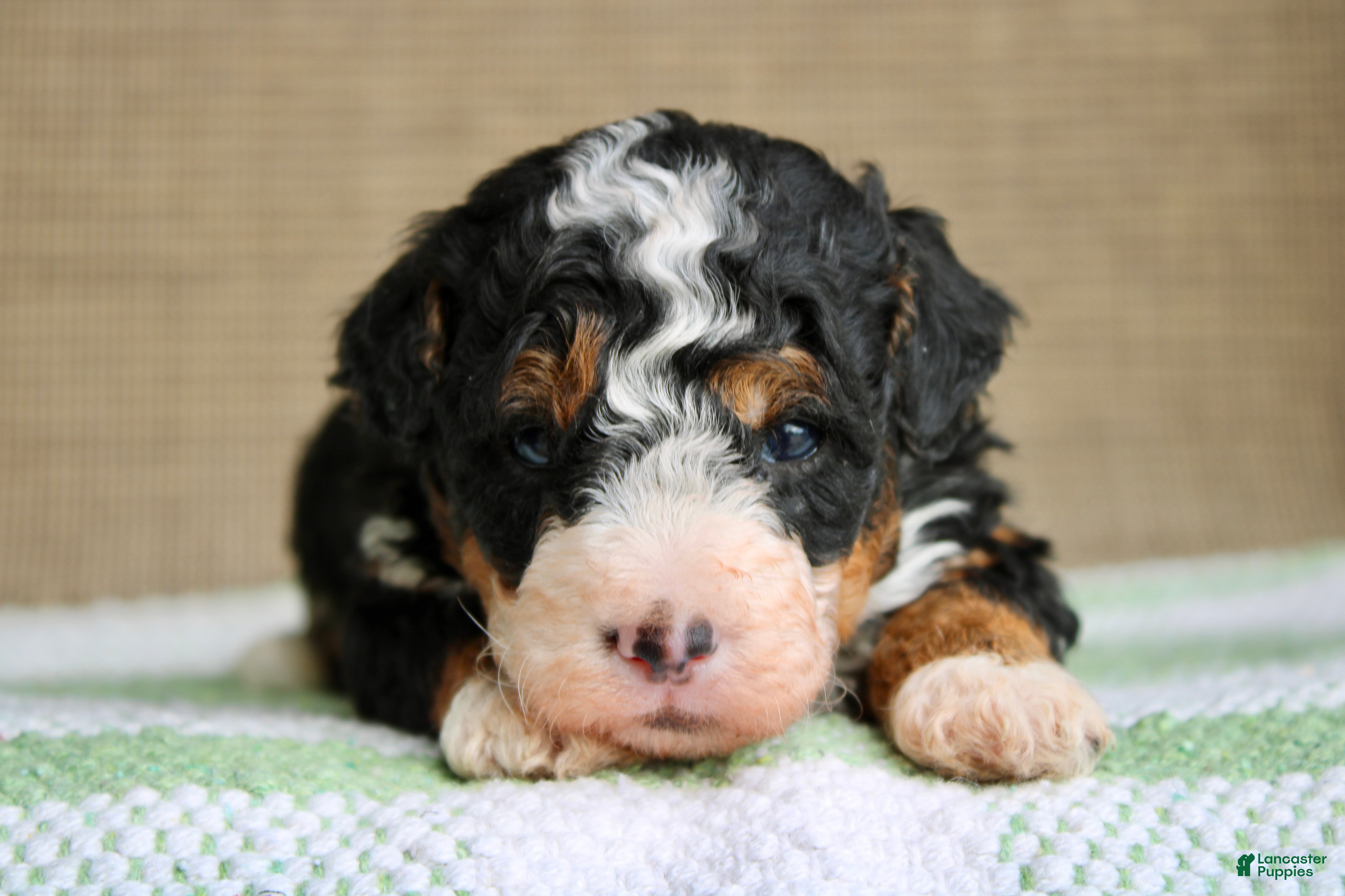 Mini Bernedoodle dogs Rocky  - Ad 2