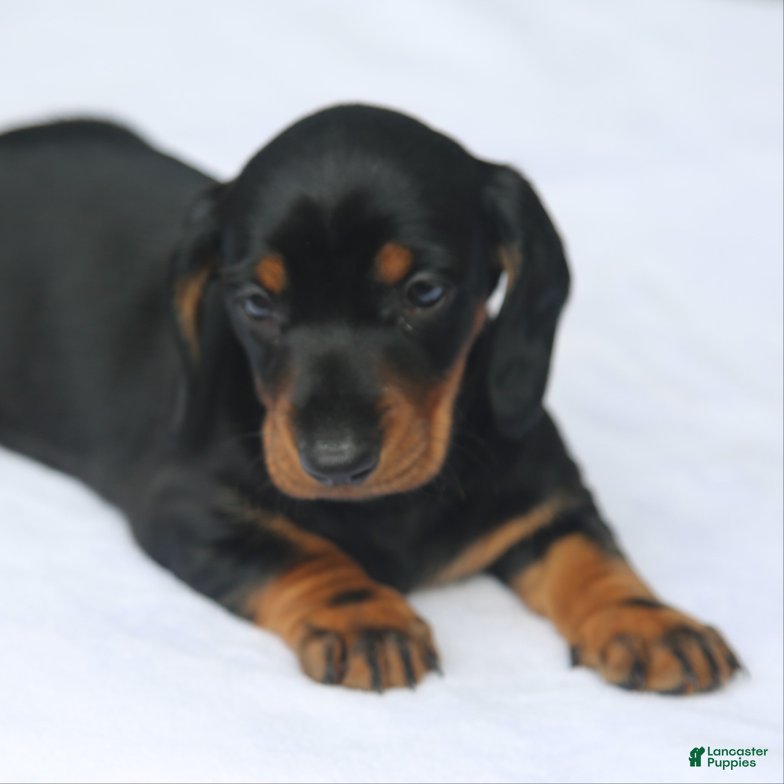 Miniature Dachshund dogs Black and Tan Smooth Standard - Ad 1