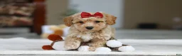 Bichpoo dogs for sale: Gracie - Ad 5
