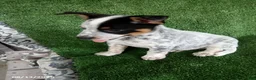 Australian Cattle Dog dogs for sale: Cooper - Ad 3