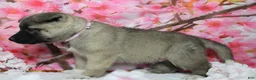 Akita dogs for sale: Braeburn - Ad 6