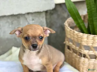 Chihuahua dogs for sale: Ristle - Ad 4