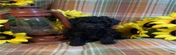 Miniature Poodle dogs for sale: Miniature Poodle 1 - Ad 2