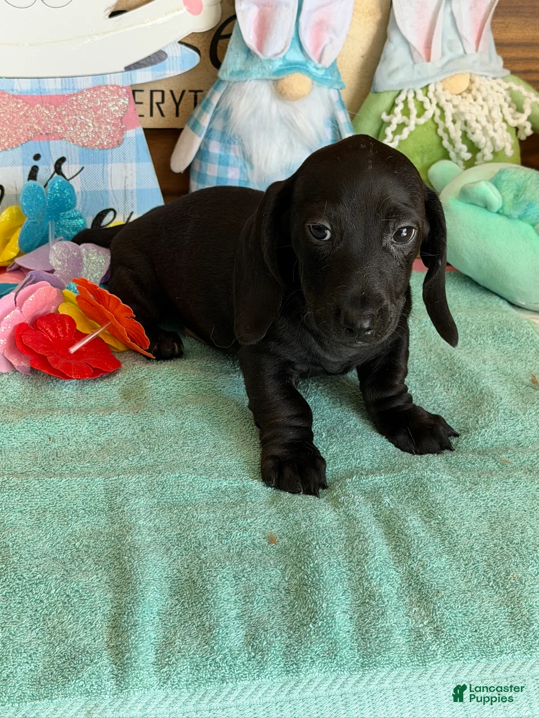 Miniature Dachshund dogs for sale: Axle - Ad 1