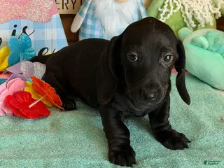 Miniature Dachshund dogs Axle - Ad 29