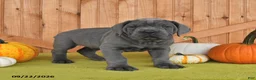 Cane Corso dogs for sale: Champ  - Ad 3