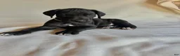 Great Dane dogs for sale: Lady-silver - Ad 4