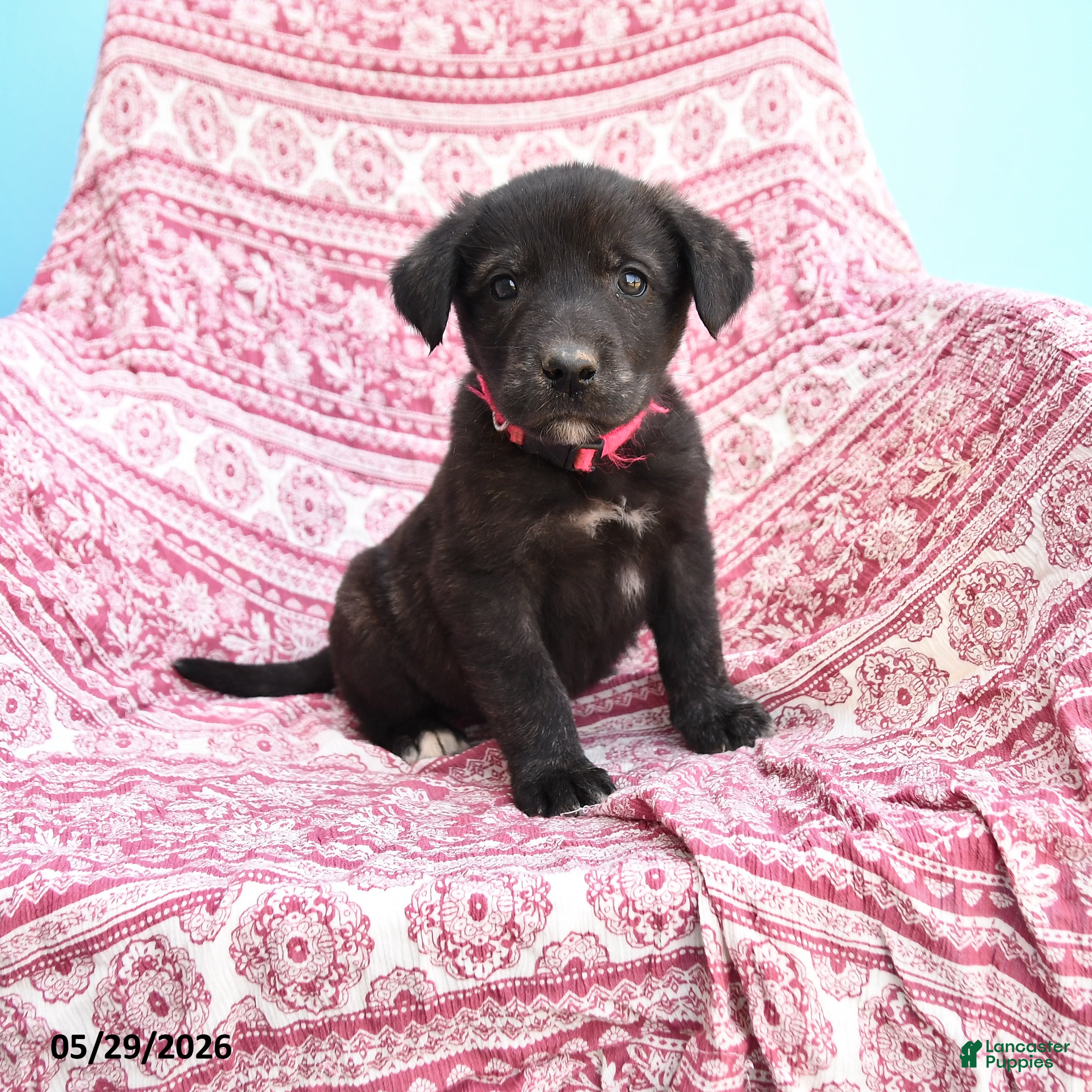 Mixed Breed dogs Howard - Ad 1
