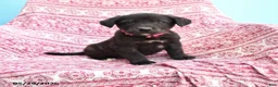 Mixed Breed dogs for sale: Howard - Ad 1